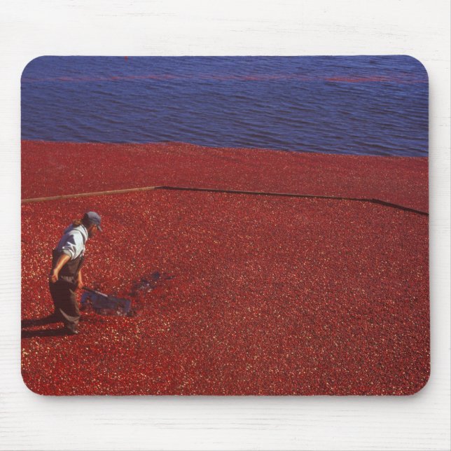 Cranberry Harvest, Middleboro, MA, USA Mousepad (Vorne)