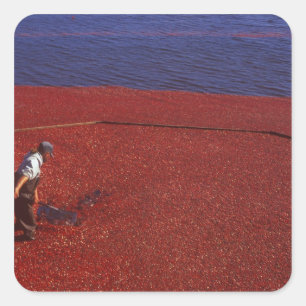 Cranberry Harvest, Middleboro, MA, USA Quadratischer Aufkleber