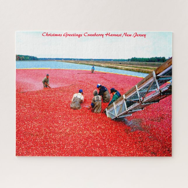 Cranberry Harvest New Jersey. Puzzle (Horizontal)