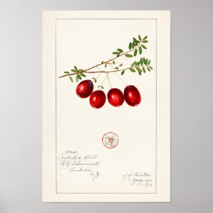 Cranberry (Vaccinium macrocarpon) Poster