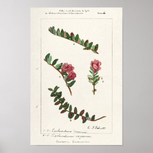 Cranberry (Vaccinium Macrocarpon) Poster