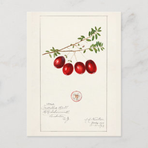 Cranberry (Vaccinium macrocarpon) Postkarte