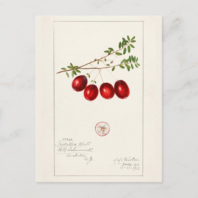 Cranberry (Vaccinium macrocarpon) Postkarte (Vorderseite)