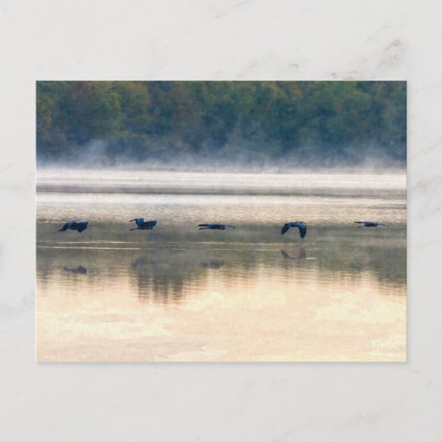 Crane Flight Painterly Postkarte (Vorderseite)