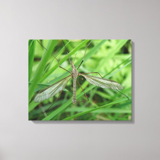 Crane Fly Canvas Print Leinwanddruck (Vorderseite)