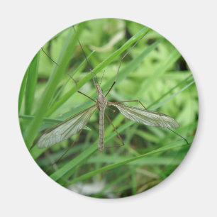 Crane Fly Magnet