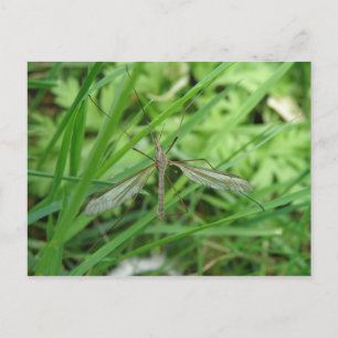 Crane Fly Postcard Postkarte