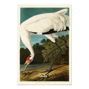 Crane John James Audubon Birds of America Fotodruck