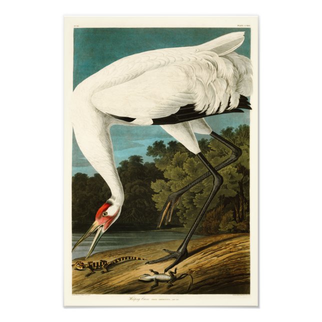 Crane John James Audubon Birds of America Fotodruck (Vorne)