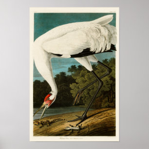 Crane John James Audubon Birds of America Poster