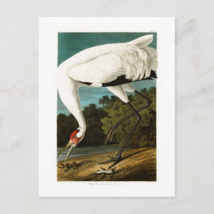Crane John James Audubon Birds of America Postkarte