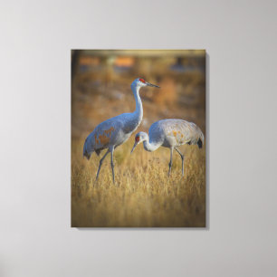 Crane Leinwanddruck