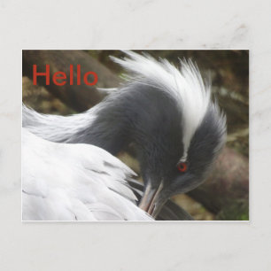 Crane Nah HELLO Postcard Postkarte
