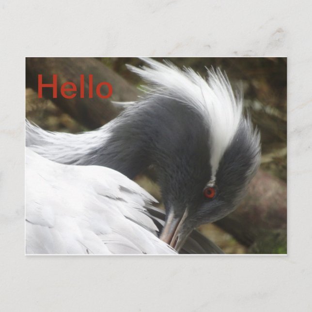 Crane Nah HELLO Postcard Postkarte (Vorderseite)