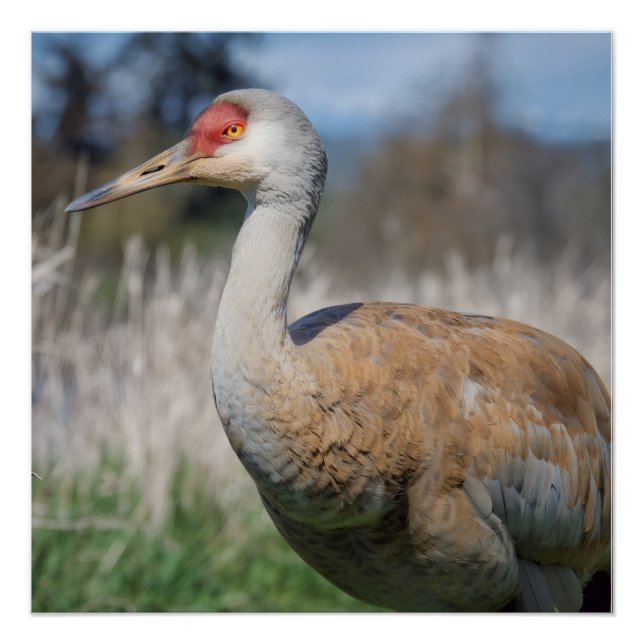 Crane View Poster (Vorderseite)