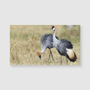 Cranes at Masai Mara Magnetkarte