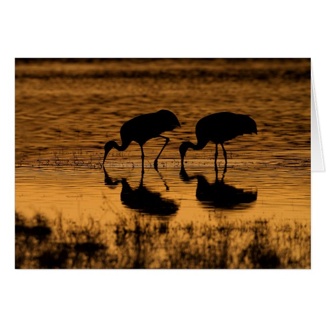 Cranes Silhouette vom Sonnenuntergang (Vorderseite (Horizontal))