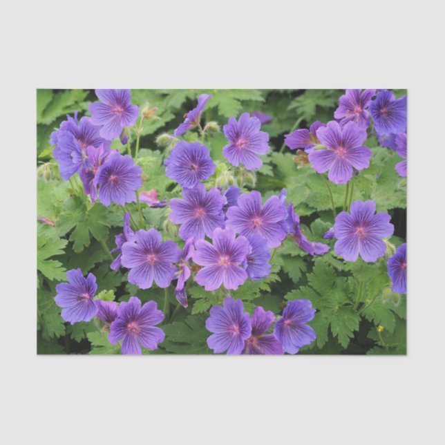 Cranesbill Geranium Tissue Paper Seidenpapier (Vorderseite)