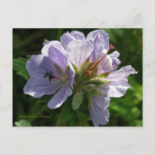 Cranesbill Geraniums, Insel Unalaska Postkarte