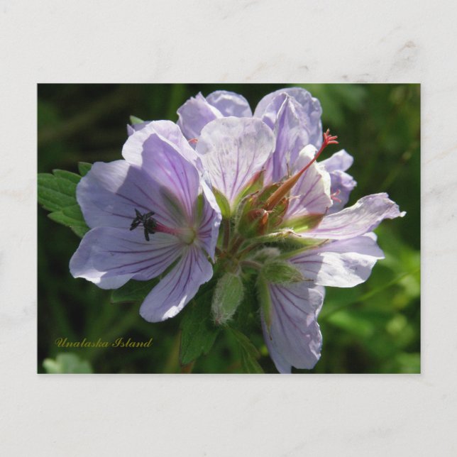 Cranesbill Geraniums, Insel Unalaska Postkarte (Vorderseite)
