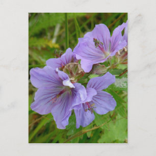 Cranesbill Geraniums, Insel Unalaska Postkarte