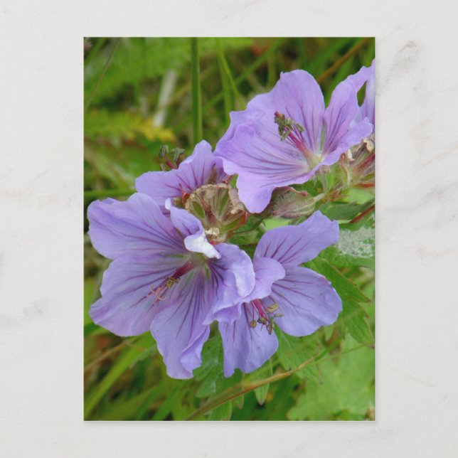 Cranesbill Geraniums, Insel Unalaska Postkarte (Vorderseite)
