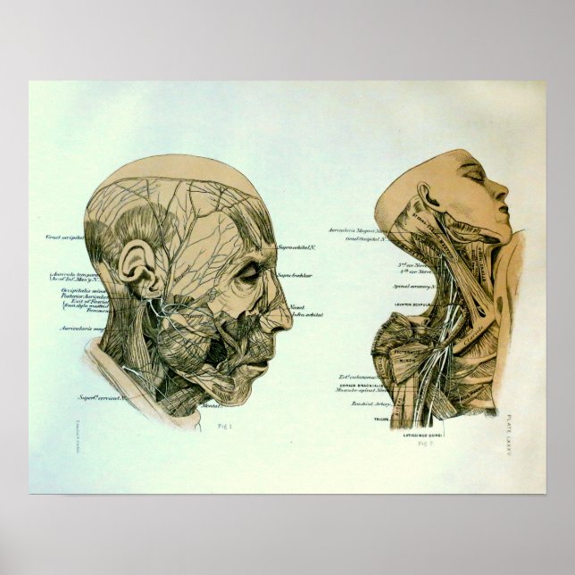 Cranial Nerves Poster (Vorne)