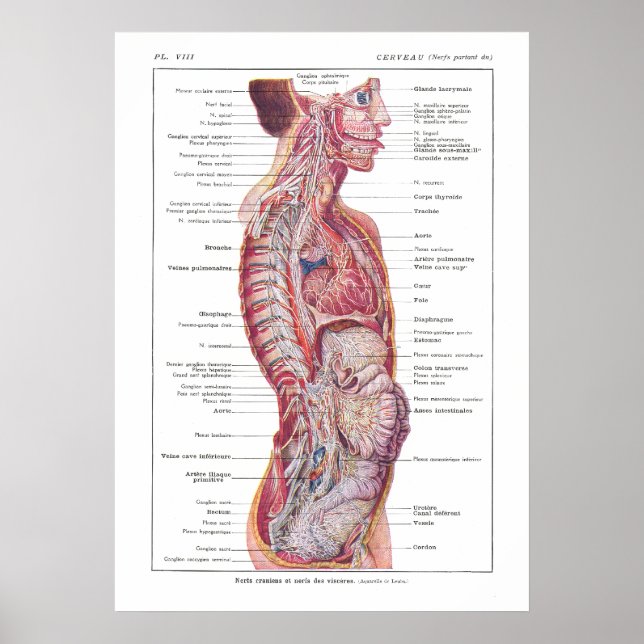 Cranial & Visceral Nerves Anatomie Poster Französi (Vorne)