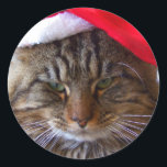Cranky Christmas Cat Stickers<br><div class="desc">"Weihnachten macht mich launenhaft." Mit unserem Maine Coon Cat Sassy,  fotografiert von Allyson Johnson.</div>