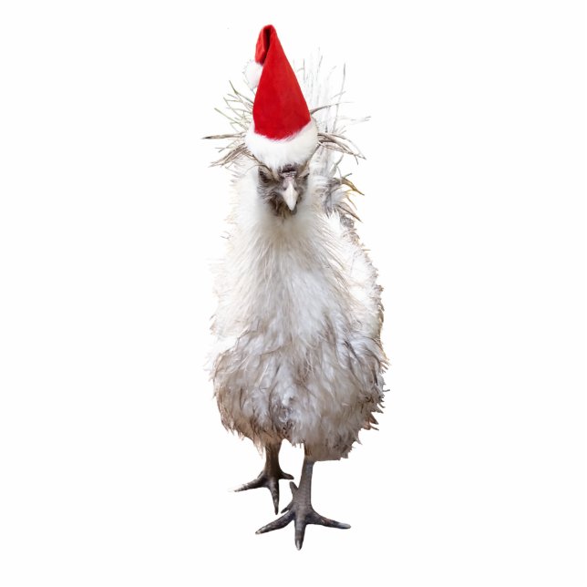Cranky Silkie Bantam Chicken Weihnachtsmannmütze W Freistehende Fotoskulptur (Vorne)