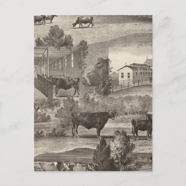 Cranmoor Farm, Toms River, NJ Postkarte (Vorderseite)