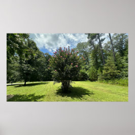 Crape Myrtle Bush, Poster