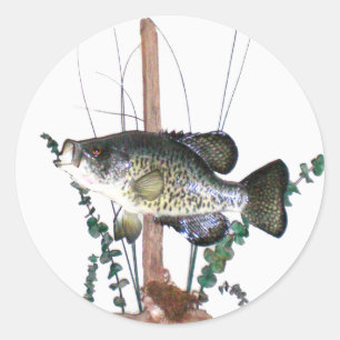Crappie Mount Runder Aufkleber