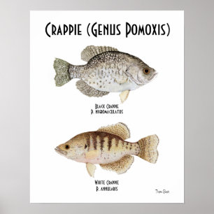 Crappie-Plakat Poster
