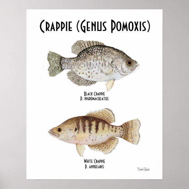 Crappie Poster (Vorne)
