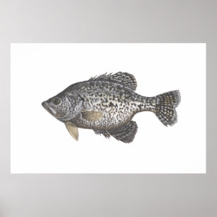 Crappie Poster