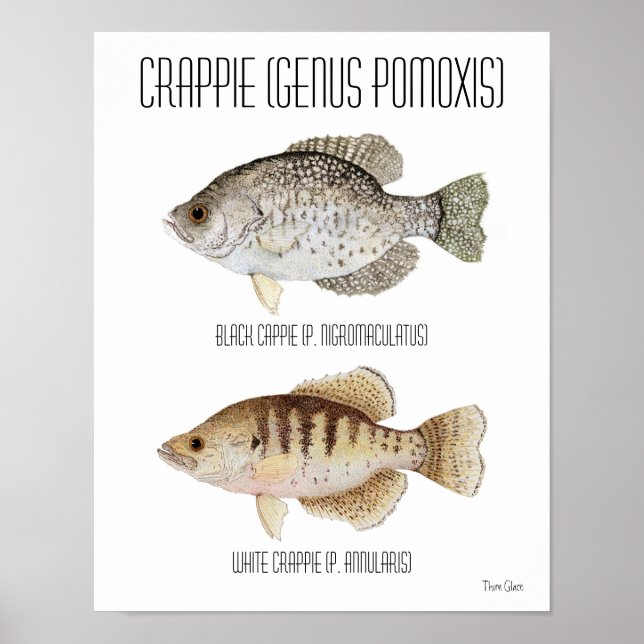 Crappie Poster (Vorne)