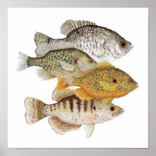 Crappies u. Sunfish Poster
