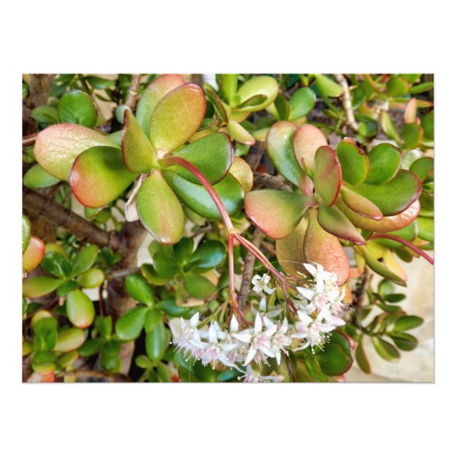 Crassula ovata fotodruck (Vorne)