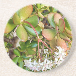 Crassula ovata getränkeuntersetzer