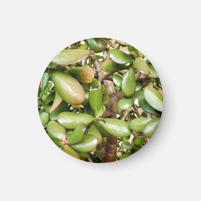 Crassula ovata magnet (Vorne)