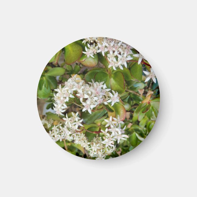 Crassula ovata magnet (Vorne)