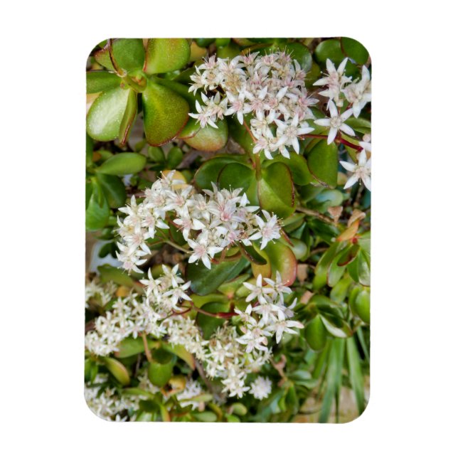 Crassula ovata magnet (Vertikal)