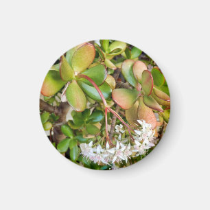 Crassula ovata magnet