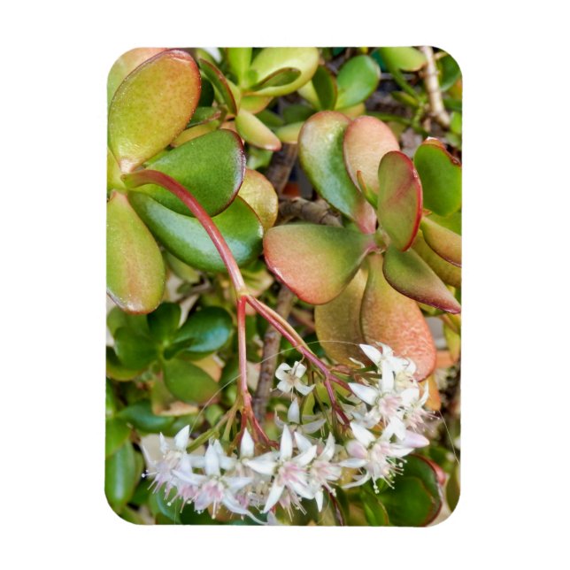 Crassula ovata magnet (Vertikal)