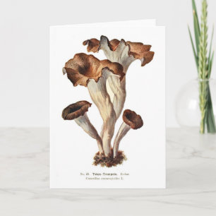Craterellus cornucopioides karte