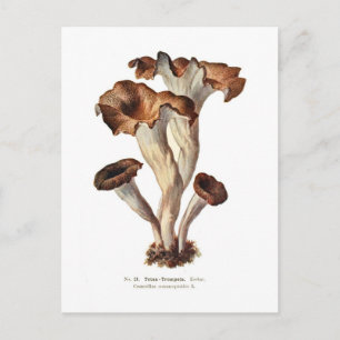 Craterellus cornucopioides postkarte