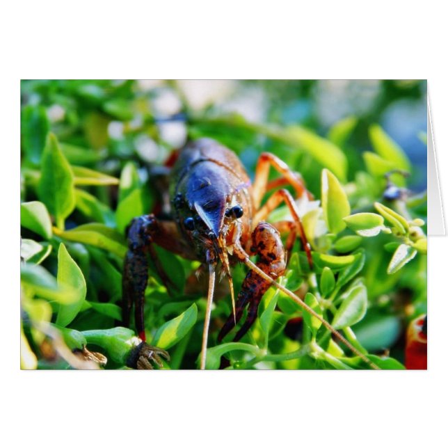 Crawfish Crawdds Crayfish (Vorderseite (Horizontal))