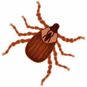 Crawly realistische Ticken-Illustration Fotoskulptur Magnet