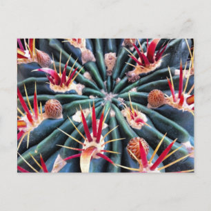 Crazy Cactus Postcard Postkarte